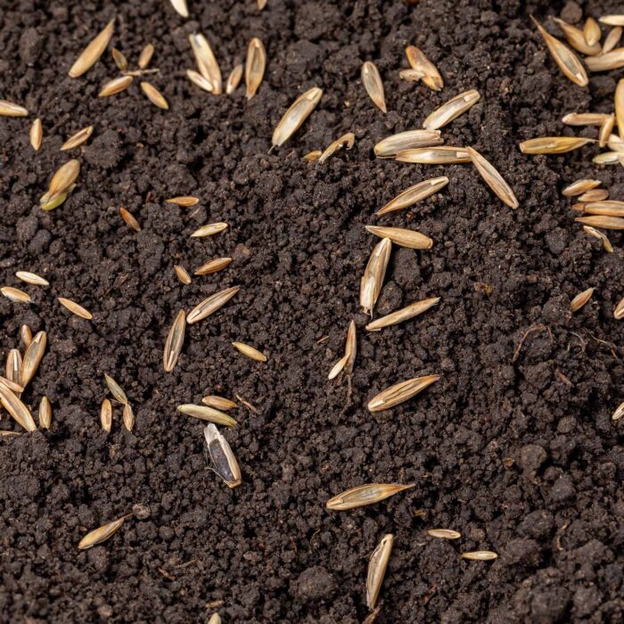 Turfworld_Grass-Seed_Top-Soil.jpg