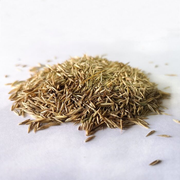 grass-seed-2-web.jpg