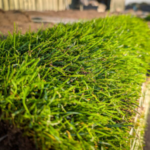 PXL_20251113_084459128.RAW-01.COVER